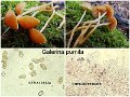 Galerina pumila-amf2003-1